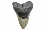 Serrated, Fossil Megalodon Tooth - North Carolina #378028-1